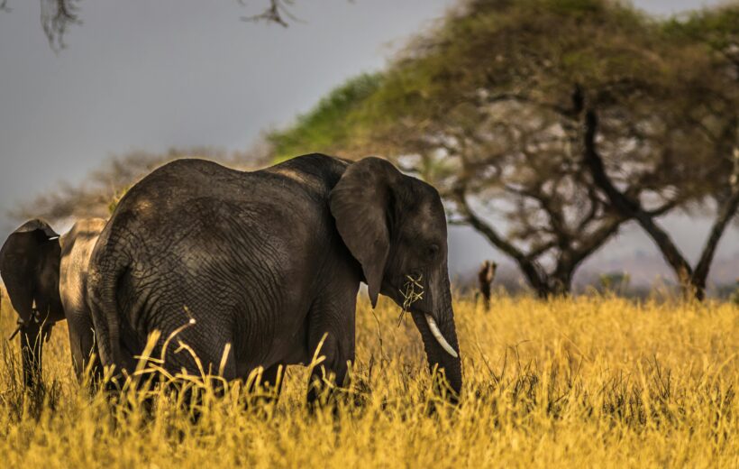 4 Days, 3 Nights Safari from Zanzibar: Serengeti & Ngorongoro Crater