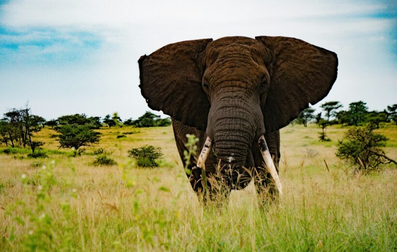 2-Day 1-Night Selous Safari from Zanzibar