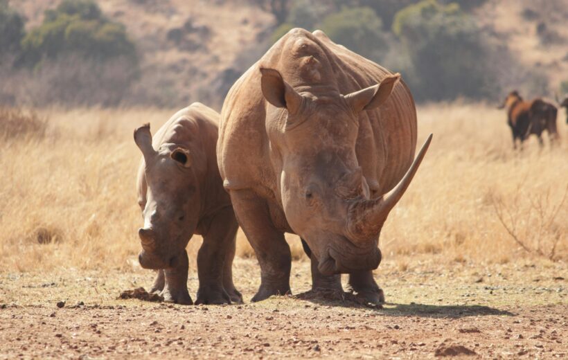 5-Day Tanzania Safari Splendor: The Ultimate Wildlife Adventure