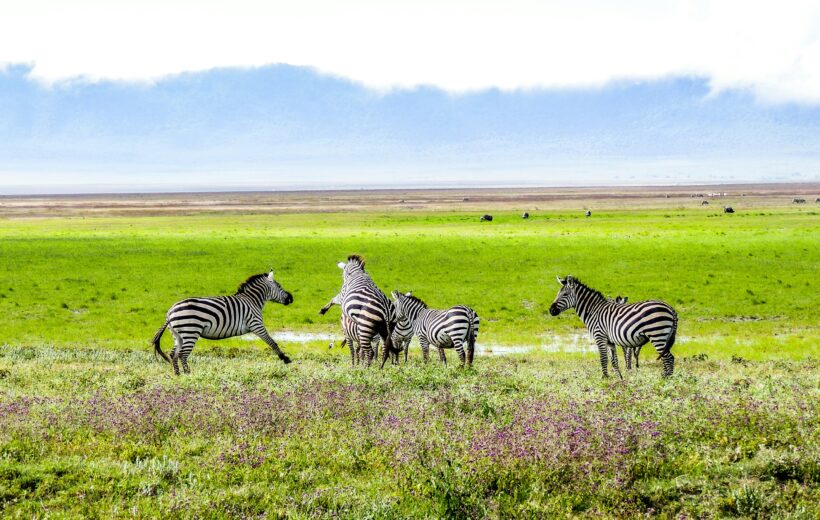 2-Day Lodge Safari: Tarangire National Park & Ngorongoro Crater