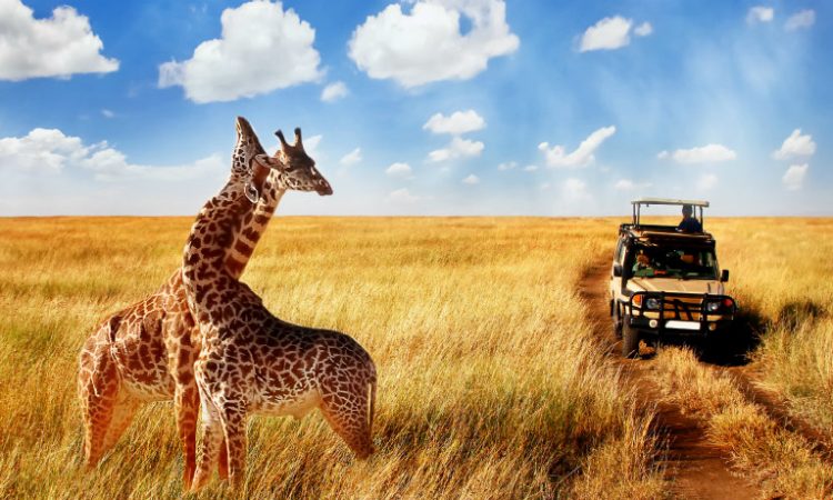 8-Day Tanzania Safari and Zanzibar Experience